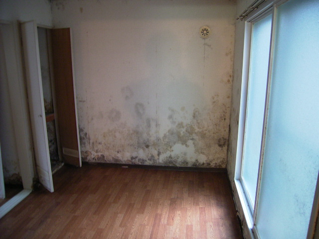 �J�r���炯�̕���